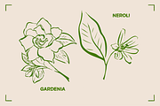 AROMATHERAPY (26 illustrations), a Healthcare Illustration by Bonfloret Studio (Thumbnail 4 of 11)
