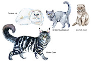 Pedigree Cats Watercolor Set, an Animal Illustration by FineArt (Thumbnail 7 of 9)
