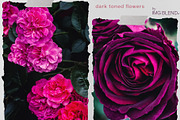 Dark toned flowers, stock photo set, a Photo by Imageblend (Thumbnail 3 of 6)