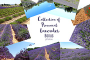 Lavender in Provence, an Illustration by TashaDraw (Thumbnail 8 of 8)