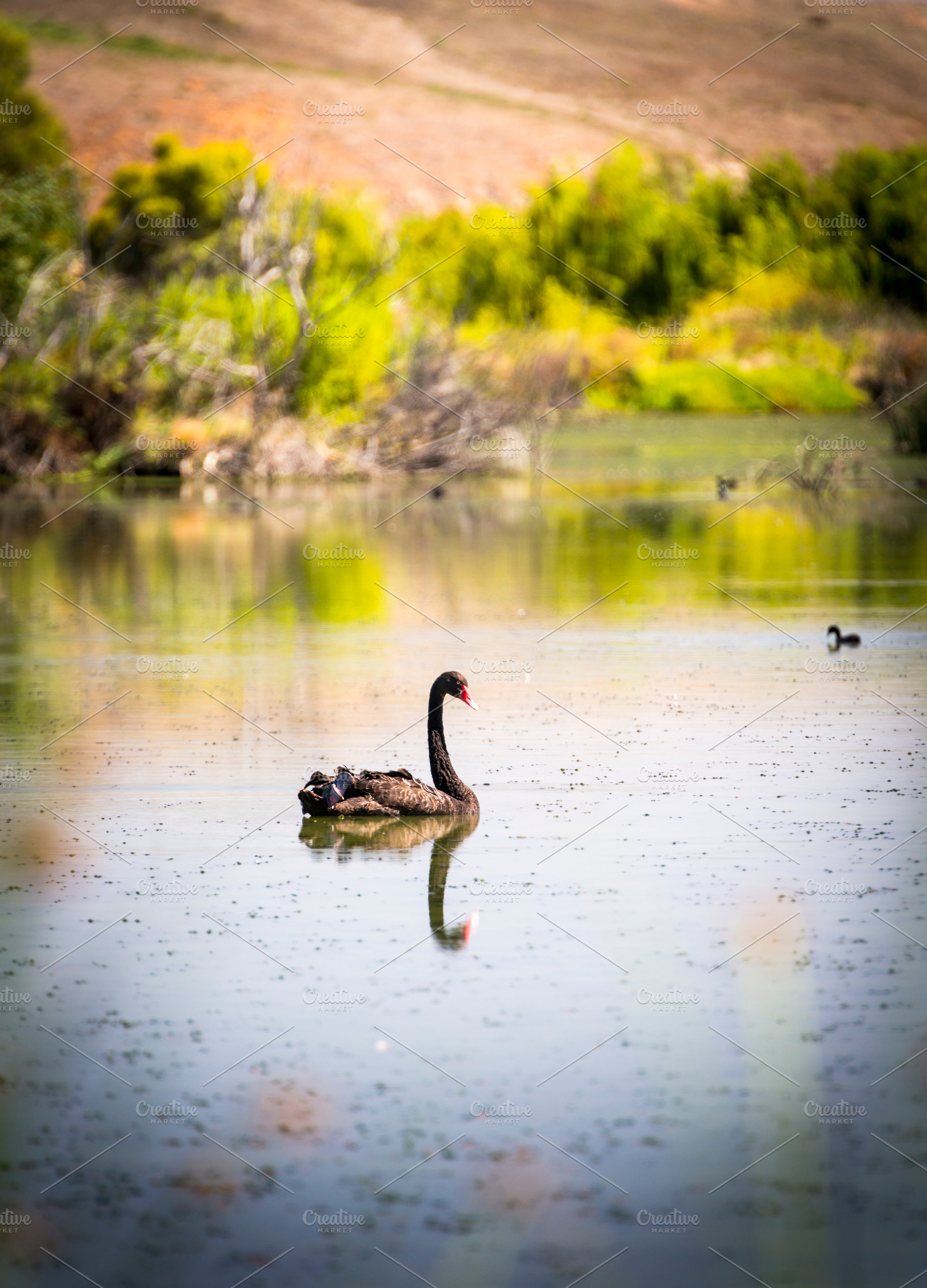 Black Swan, an Animal Photo by THP Creative