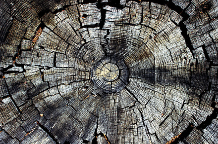 Tree rings featuring nature, wood, and tree