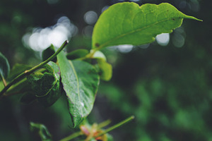 Leaves featuring nature, plant, and green