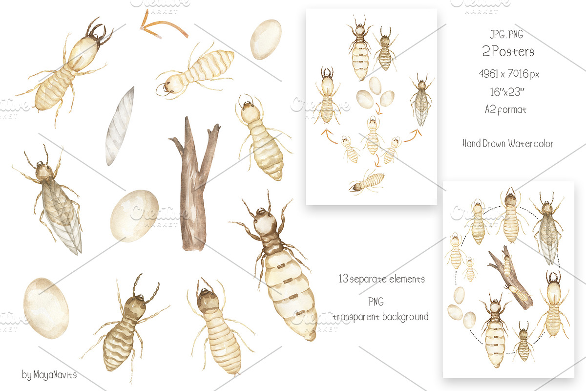 Watercolor Life Cycle Collection, an Education Illustration by MayaNavits (Photo 5 of 15)