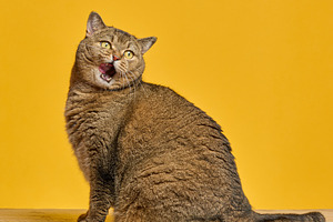 Cat with brown fur licks its lips against a  yellow background., an Animal Photo by ndanko