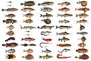 500+ Vintage Fish Illustrations, an Illustration by Dene Studios (Thumbnail 11 of 15)