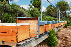 Wooden beehives lined up in a natura, a Health & Medical Photo by Perpis
