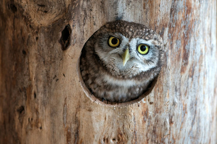 The little owl athene noctua stock photo containing animal and athene, an Animal Photo by MriyaWildlife