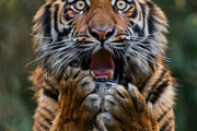 236 surprised animals, an Animal Photo by Handmadefont (Thumbnail 152 of 241)