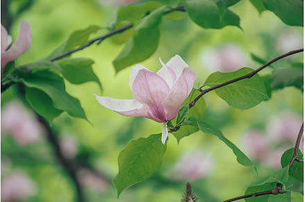 Magnolia spring flowers, a Nature Photo by Nature and travel