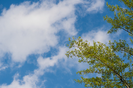Fresh spring leaves against blue sky, a Wallpaper Photo by Elena Vagengeim