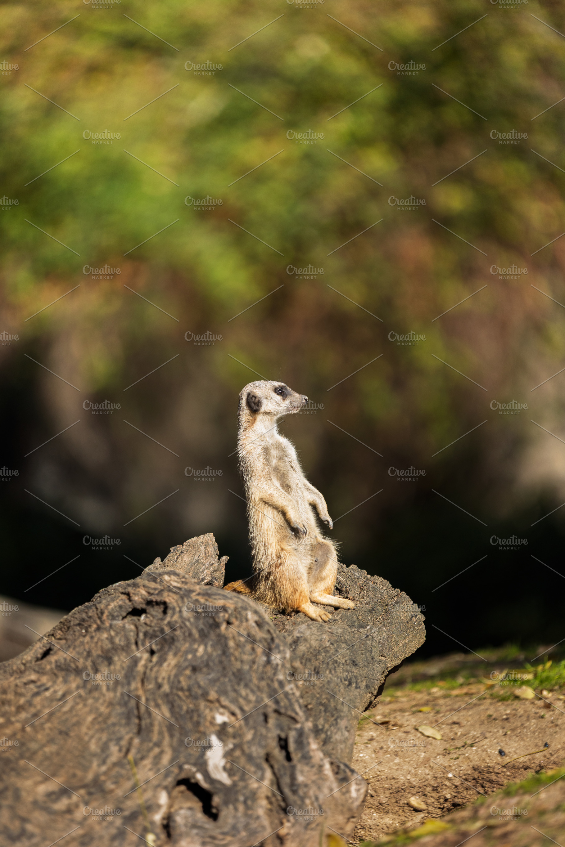 Meerkat with its back to the camera,, an Animal Photo by Perpis