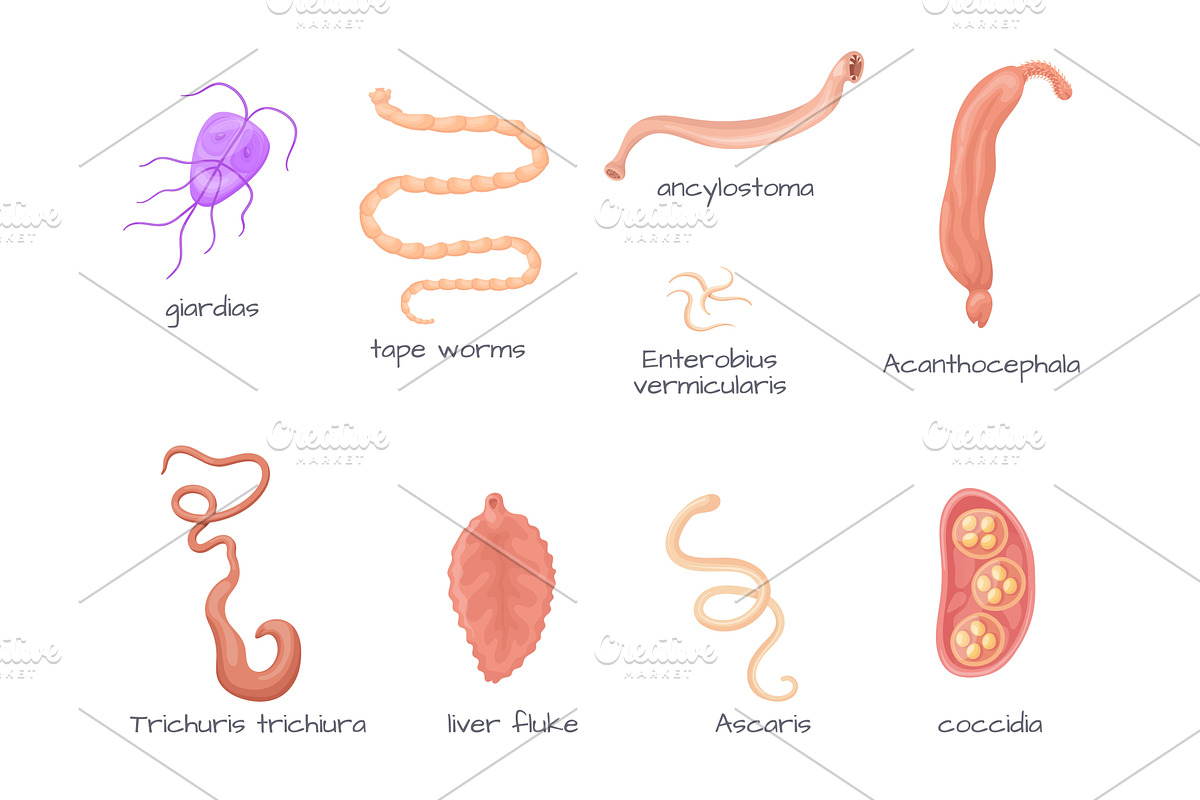 Human parasites. Intestinal parasite, an Object Illustration by Stock-Smart-Start