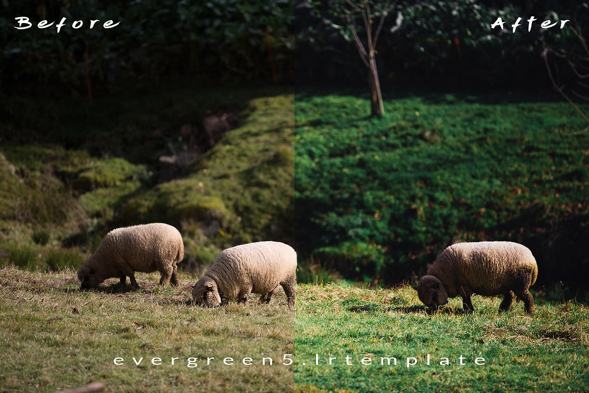 Ever Green 10 Lightroom Presets., an Action Add-On by MorningStar (Photo 9 of 11)