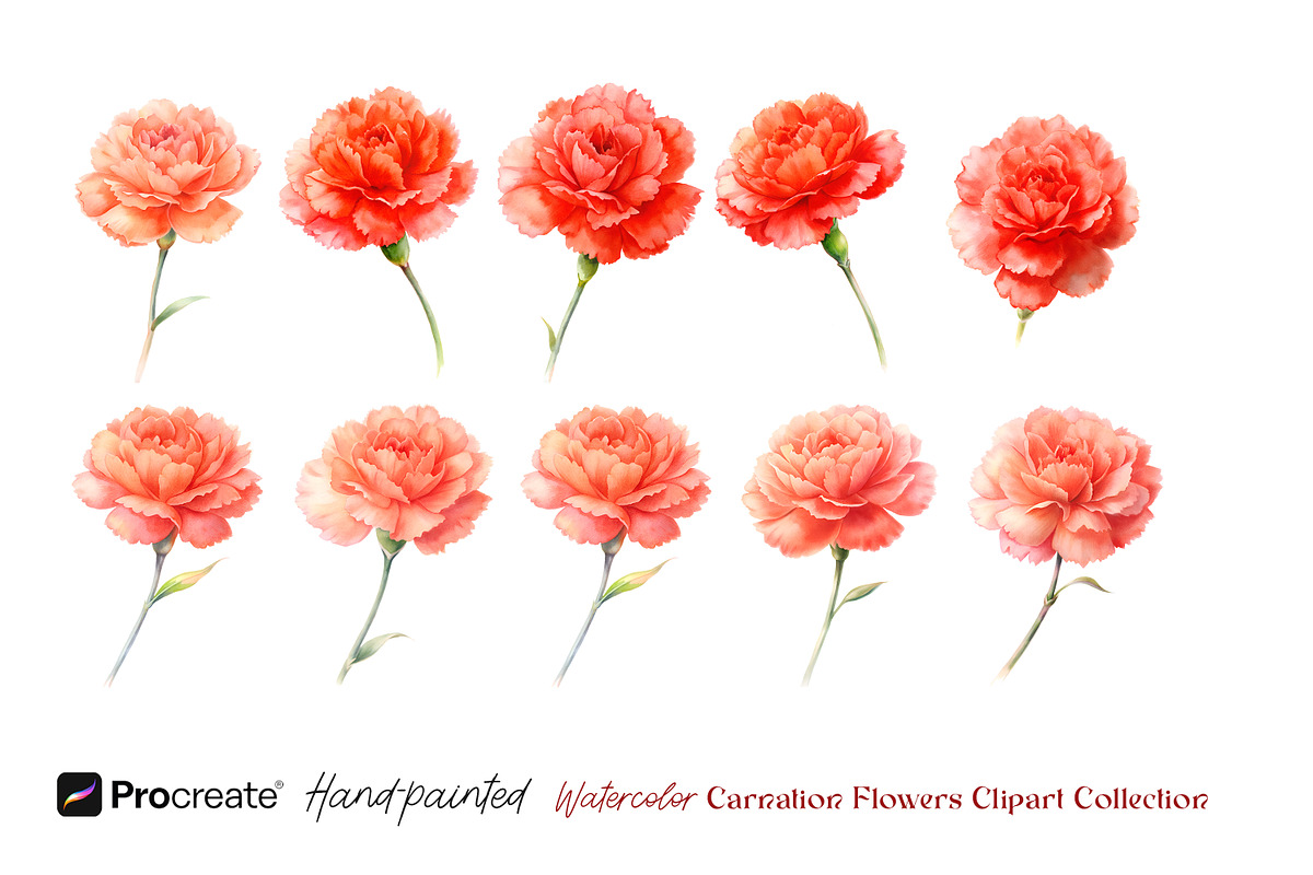 Watercolor Carnation Flowers Clipart, an Object Graphic by crafty (Photo 7 of 7)