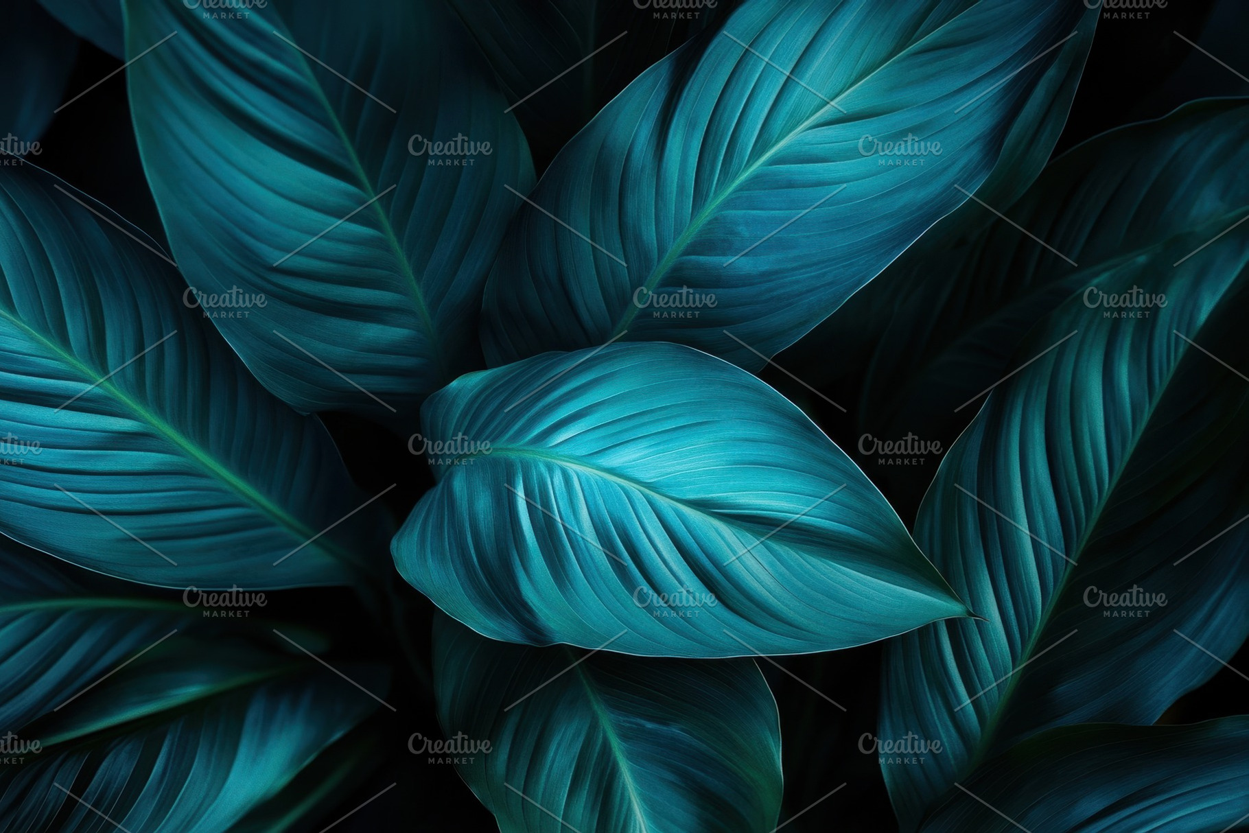 A close-up view of spathiphyllum, a Photo by Pavel_design