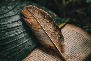 Feather on Wet Leaf, a Nature Photo by Virgo Studio