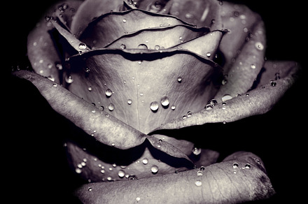 Beautiful vintage rose, a Nature Photo by Antrisolja Photography