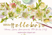 White Hellebore-Floral Clipart, an Illustration by watercolorwild.graphics (Thumbnail 1 of 7)