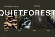 Forest Stock Photos | Moody Woodland, a Nature Photo by Tale.Haus (Thumbnail 2 of 20)