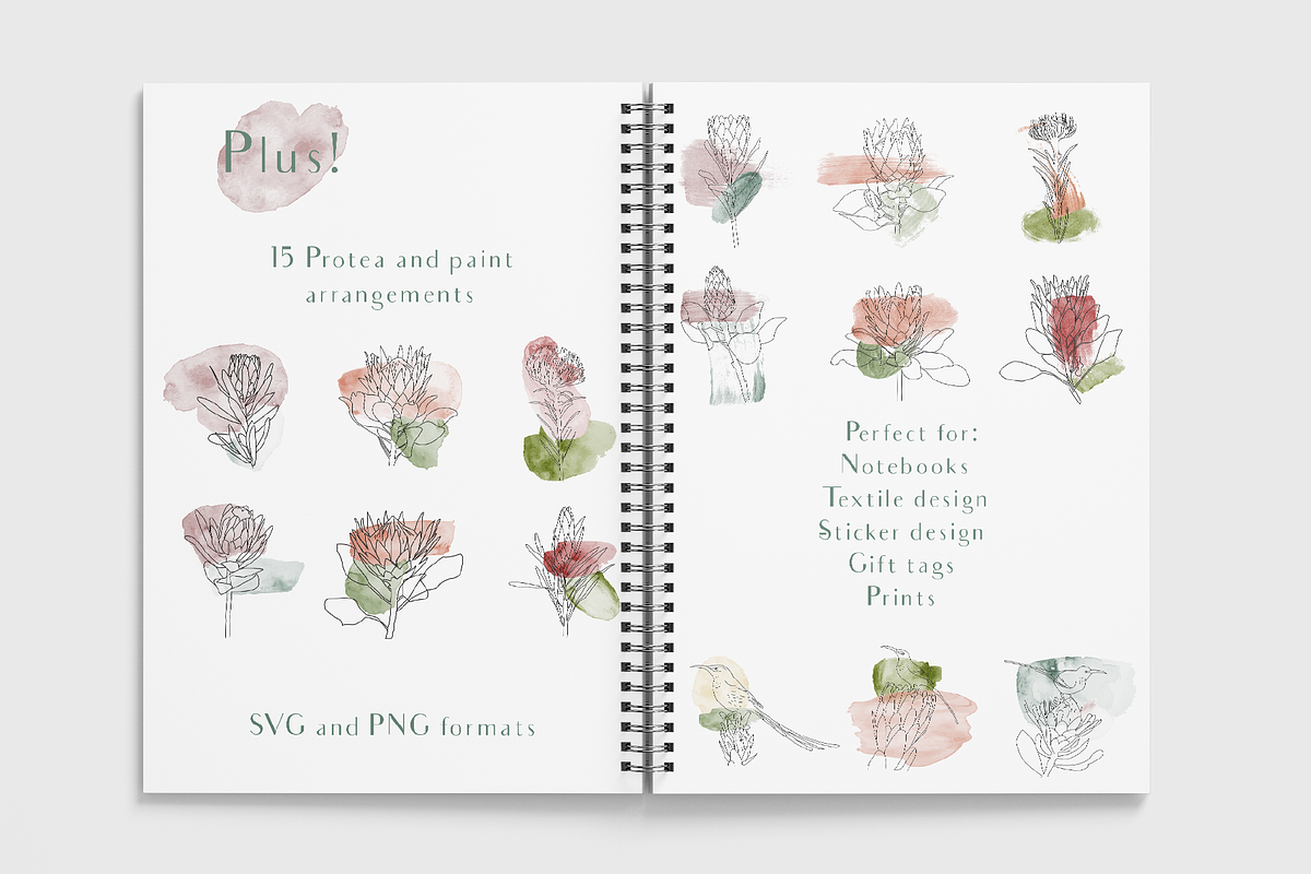 Line Art Protea Flower Elements, an Illustration by CL Creative Studio (Photo 4 of 12)
