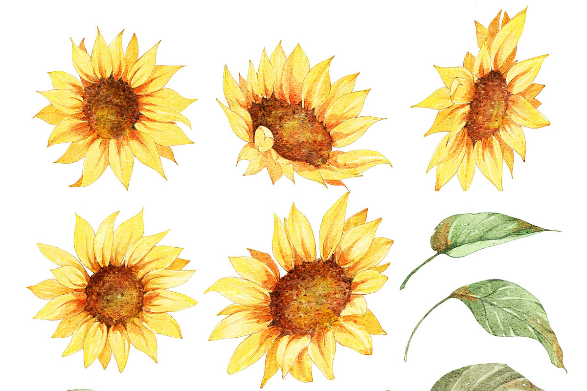 Watercolor Sunflowers Bouquets, an Object Illustration by ArtbyHien (Photo 5 of 5)
