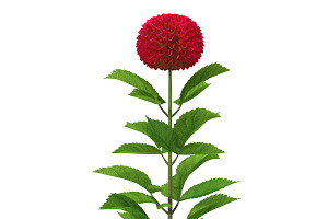 Dahlia Red