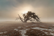 48 Dying Tree Images, a Nature Photo by h.utomo (Thumbnail 41 of 48)