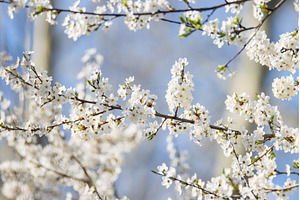 Blooming White Spring Tree Blossoms, a Nature Photo by Pakosta