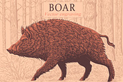 Design set Boar. Vector engraving, an Animal Illustration by Vector Engraving (Thumbnail 1 of 7)