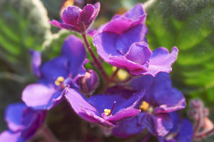 Geranium Featuring Nature Flower And Flora preview 5