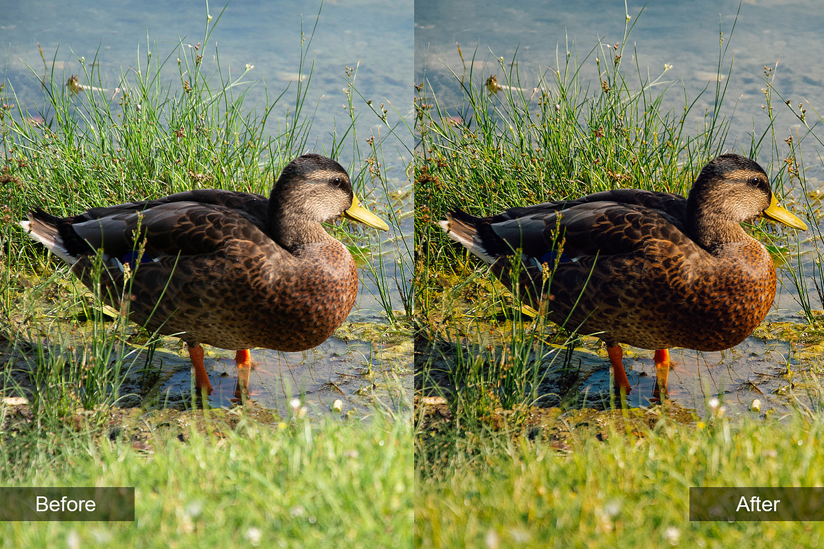 Nature Preset Pack 4, a Preset Add-On by MadeRed (Photo 9 of 11)