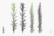 Herbarium: Set 1, a Decorative Illustration by Texture Fabrik (Thumbnail 17 of 19)