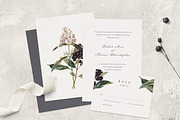 Vintage Flower Illustrations Bundle, an Illustration by Greta Ivy (Thumbnail 2 of 62)