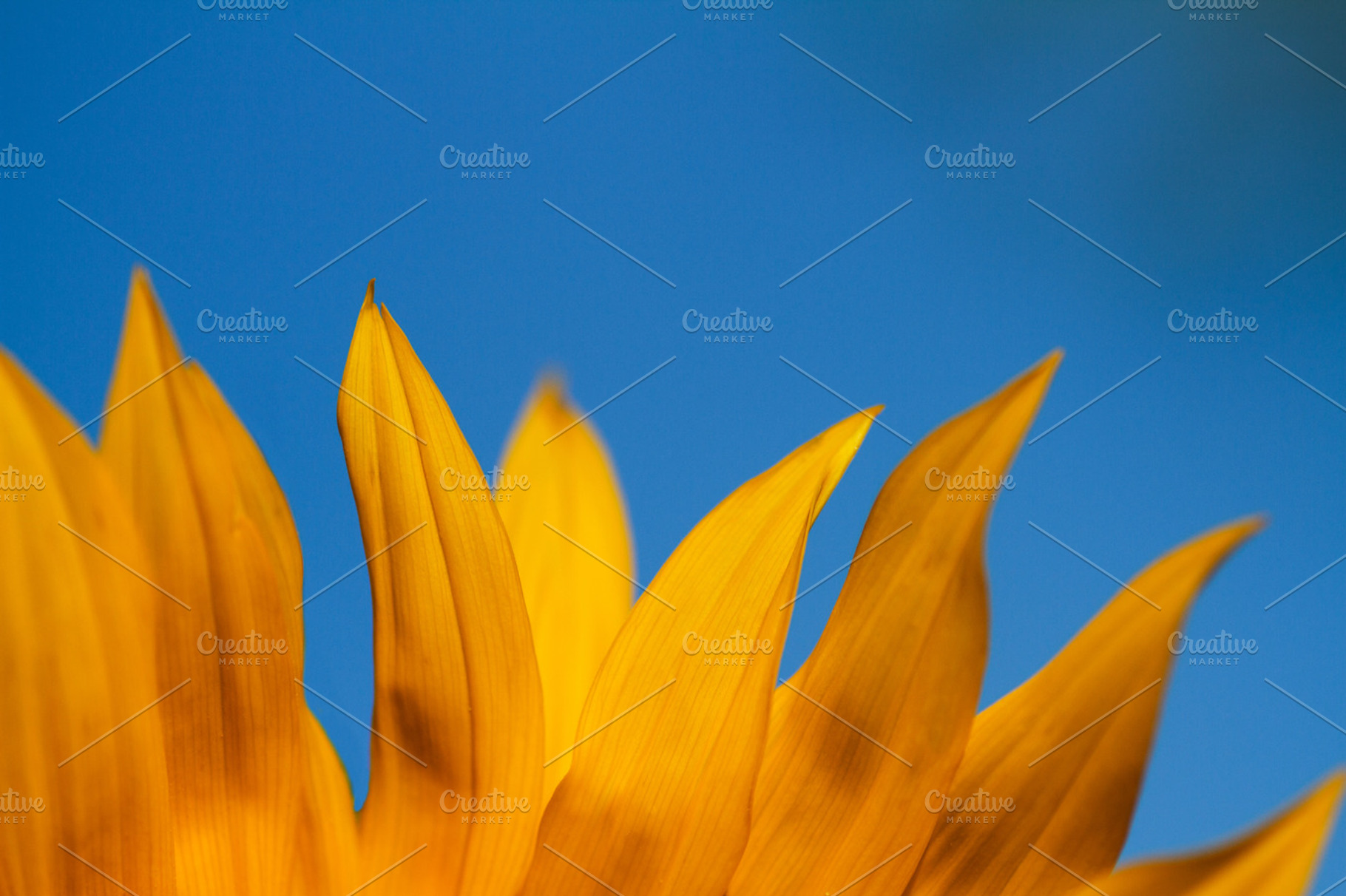 Sunflower petals against the sky., a Nature Photo by JS Shop
