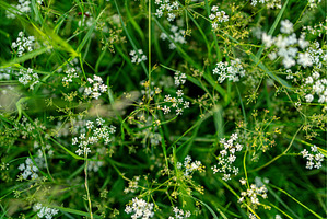 Spring flowers from forest meadow, a Nature Photo by HalfPoint