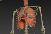 Animated internal organs, skeleton, a Characters & Person 3D Model by konstantin.ermolaev (Thumbnail 24 of 29)