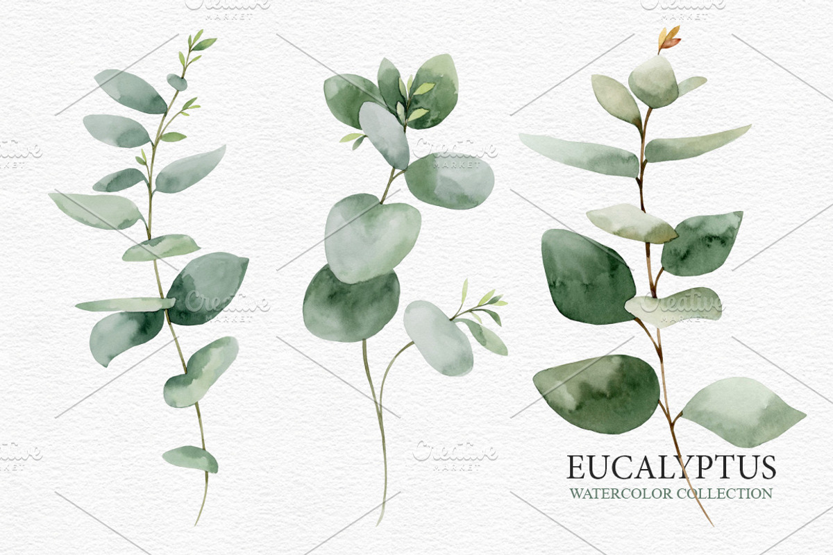Eucalyptus collection, a Decorative Illustration by Colibri Watercolor (Photo 3 of 5)