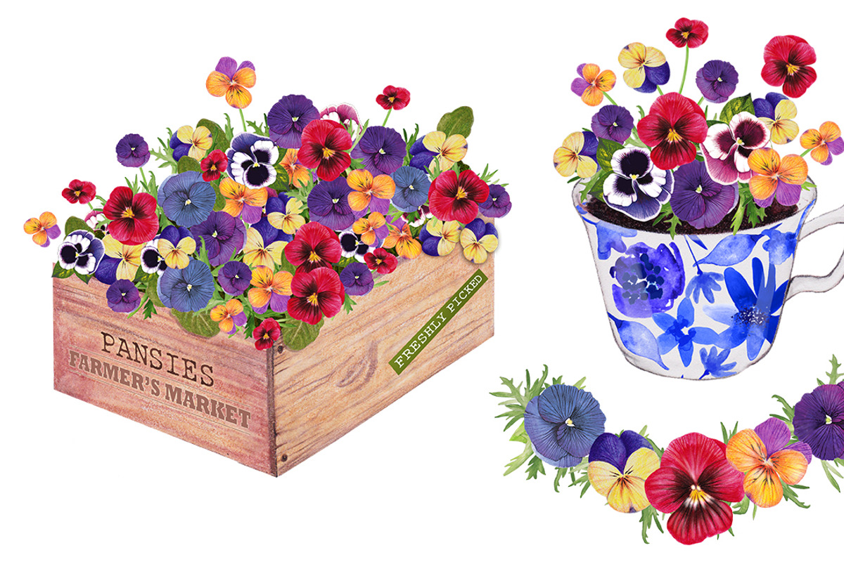Pansy Perfect, an Illustration by Dana Designs (Photo 2 of 4)