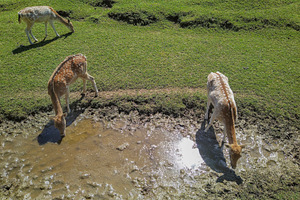Deer drinking from muddy water, an Animal Photo by DanFLCreativo