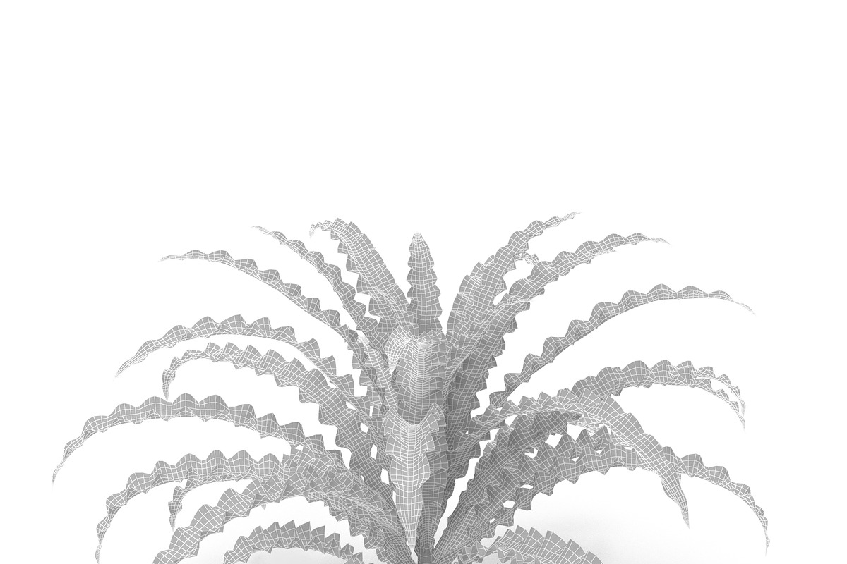 Pogostemon helferi, a Plants & Tree 3D Model by AndrewWhite (Photo 9 of 9)