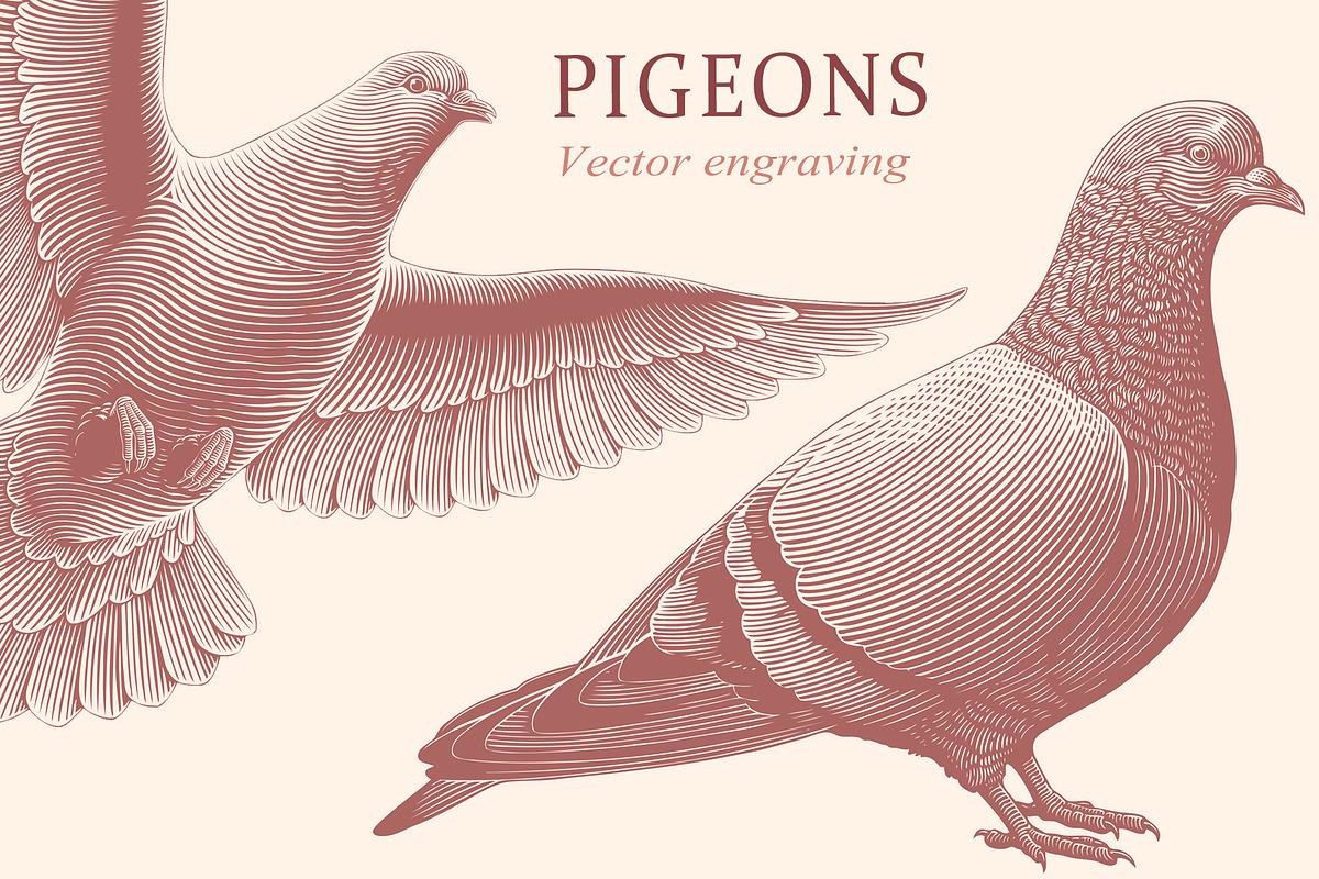 Design set Pigeons.Vector engraving, an Animal Illustration by Vector Engraving (Photo 1 of 4)