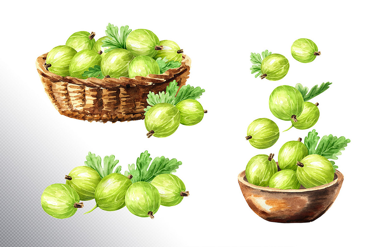 Amber Gooseberry. Watercolor set, a Food Illustration by Daria Ustiugova (Photo 10 of 23)