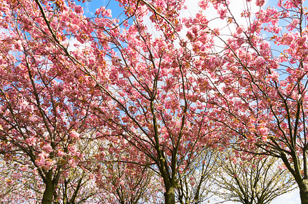 Blooming cherry tree featuring cherry, tree, and blossom, a Nature Photo by Neirfy