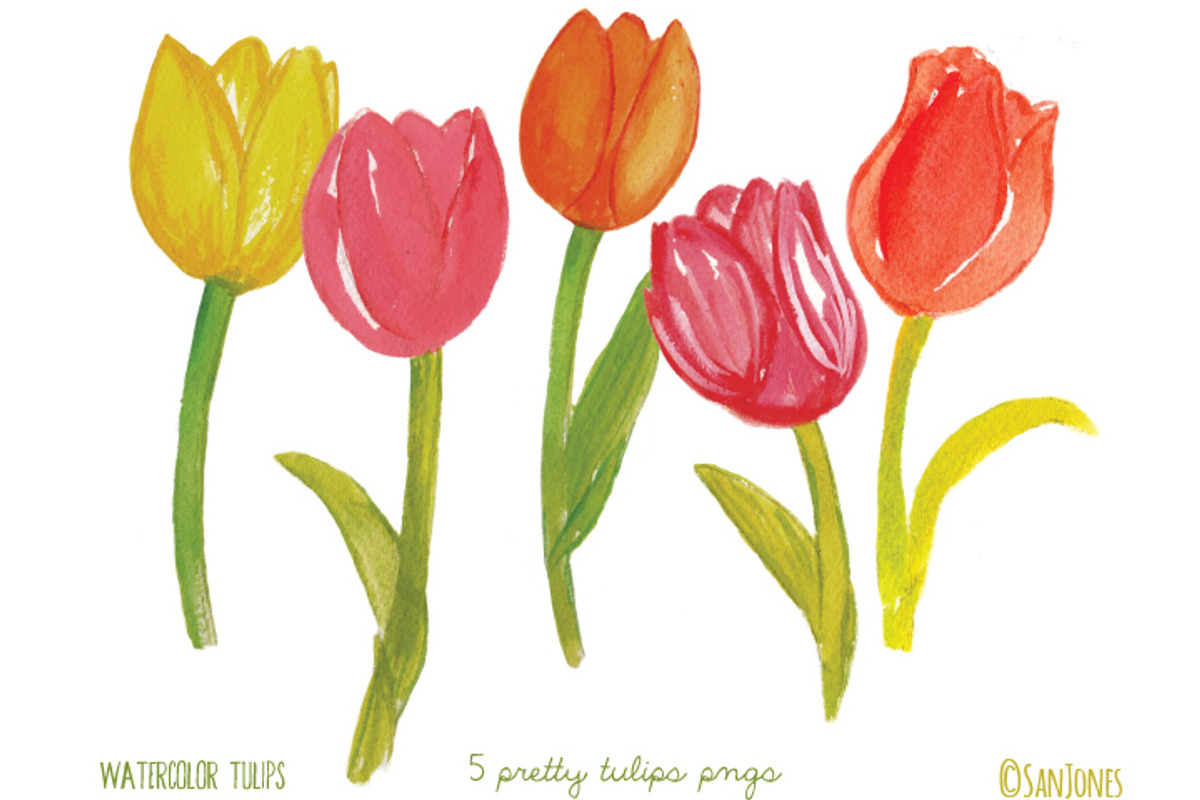 Watercolor Tulips, an Illustration by Sandra Jones Art