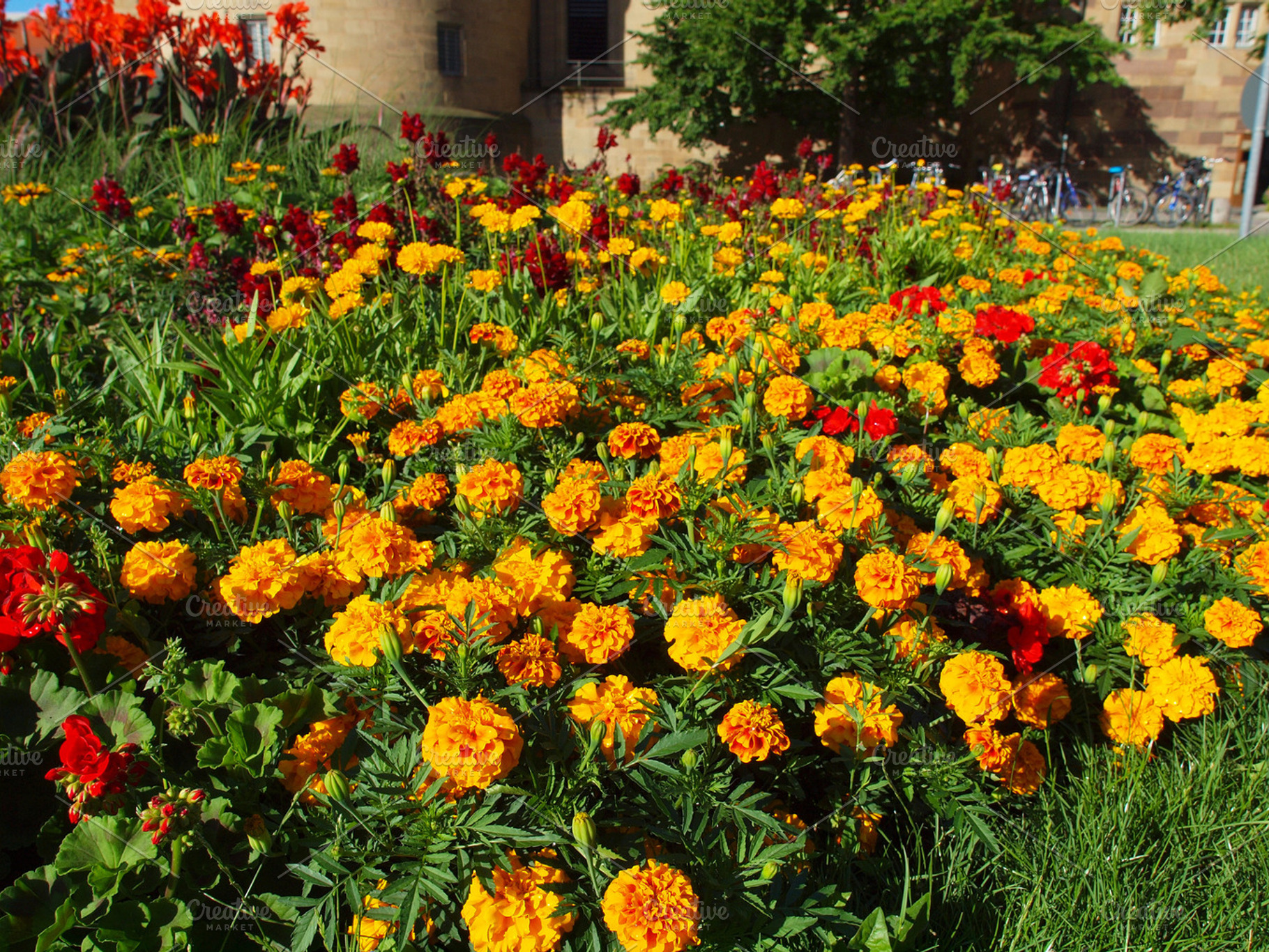Flowers featuring nature, flower, and flora