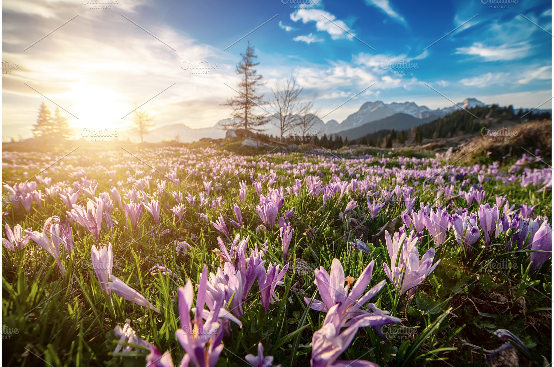 Spring crocus flowers in the green, a Nature Photo by Nature and travel