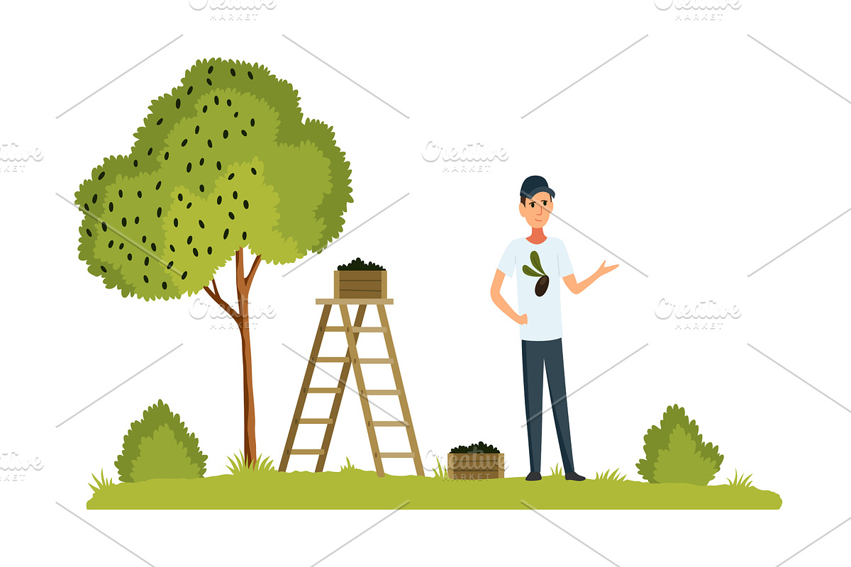 Farmer harvesting olives flat vector, an Object Illustration by the8monkey