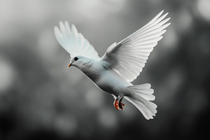 Flying white dove., an Animal Photo by MistyDay