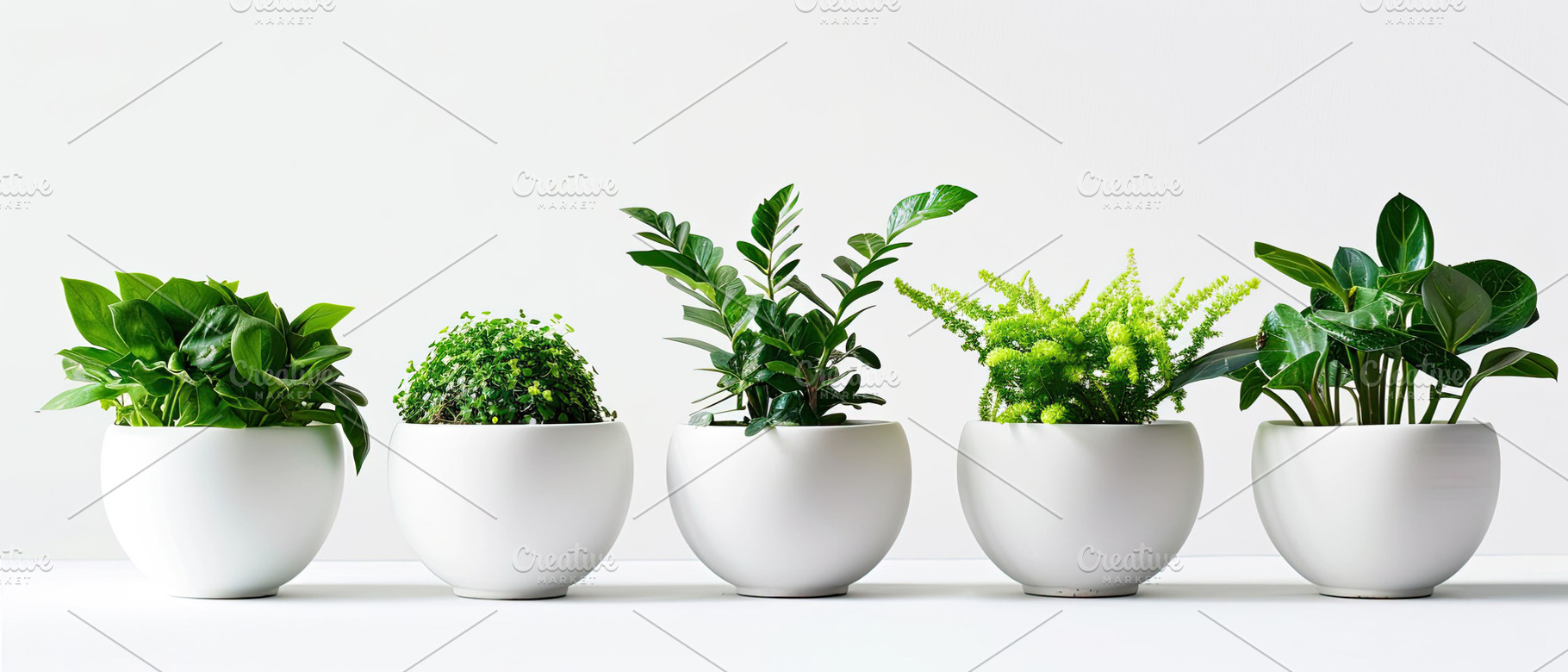 fresh ornamental plants in white rou, a Photo by LOGOCREATIVE
